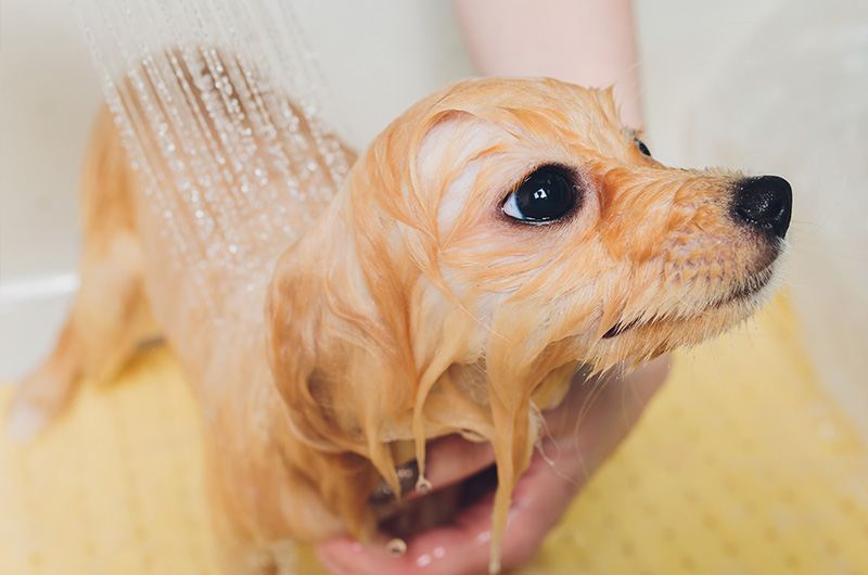 炭酸泉でシャワーされる犬